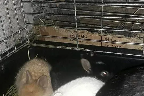 Kroliki teddy, Małopolskie, Szczucin