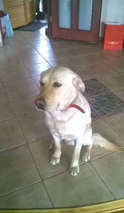 Labrador szuka domu, mazowieckie Warszawa