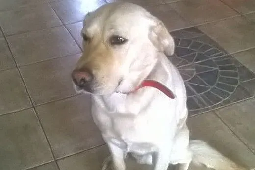 Labrador szuka domu,  mazowieckie Warszawa