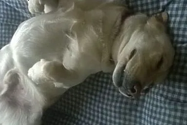 Labrador szuka domu,  mazowieckie Warszawa