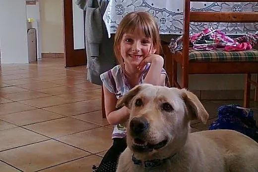 Labrador szuka domu,  mazowieckie Warszawa