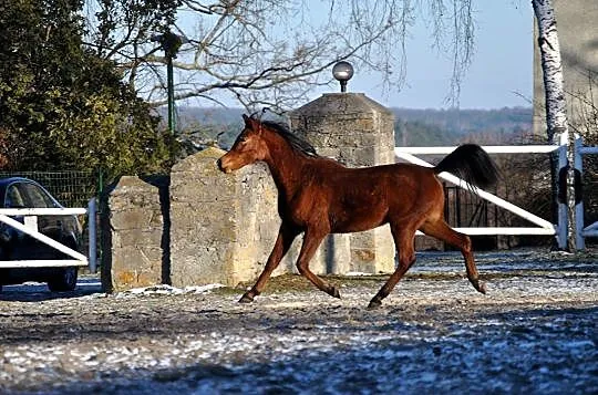KLACZ KLACZKA ARABSKA CÓRKA ERYKSA, , Smerdyna