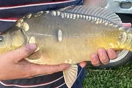Sprzedaż karp handlowy