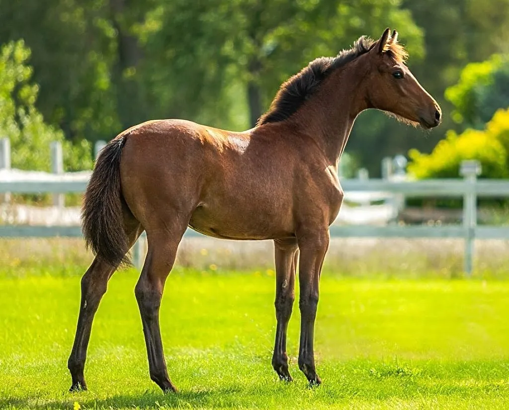 Klaczka po Islander(EX ICI), ,