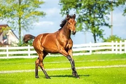 Klaczka po Islander(EX ICI), , 