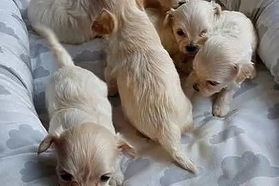 Maltipoo – szczeniaczki
