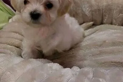 Maltipoo – szczeniaczki, Mazowieckie, Płońsk