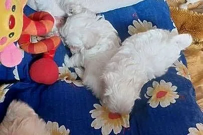 Maltipoo – szczeniaczki, Mazowieckie, Płońsk