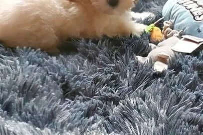 Maltipoo – szczeniaczki, Mazowieckie, Płońsk