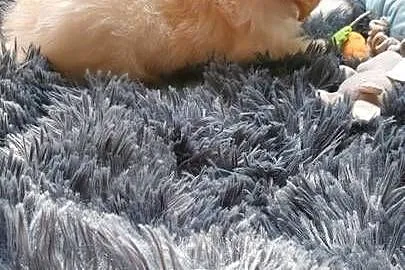 Maltipoo – szczeniaczki, Mazowieckie, Płońsk