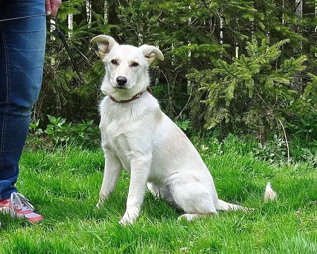 Api w typie labradora