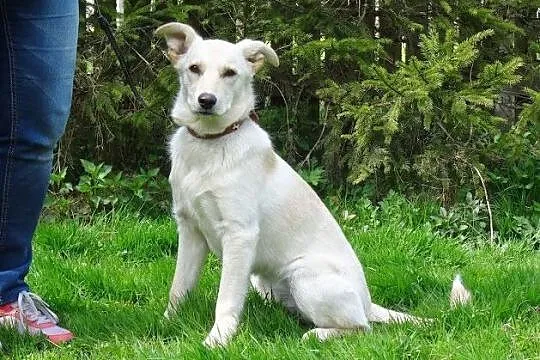 Api w typie labradora