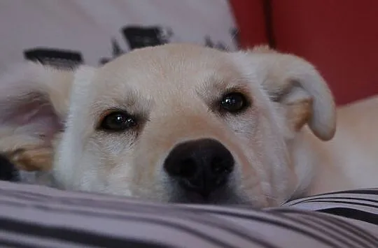 Api w typie labradora