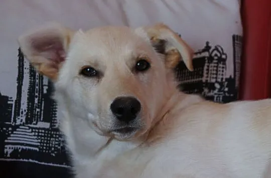 Api w typie labradora