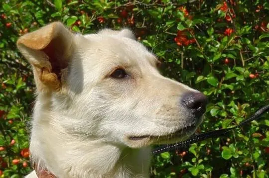 Api w typie labradora