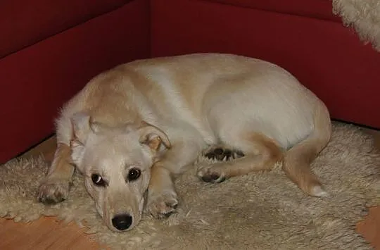 Api w typie labradora