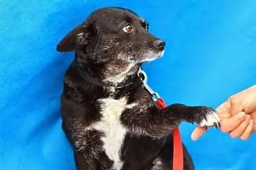 Miszka malutka sunia wysterylizowana,adopcja!!,  świętokrzyskie Kielce