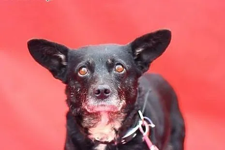 Miszka malutka sunia wysterylizowana,adopcja!!,  ś