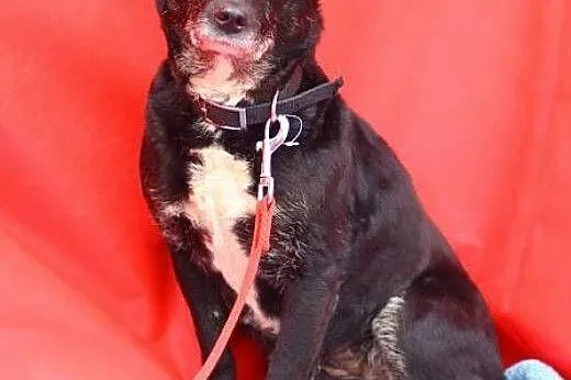 Miszka malutka sunia wysterylizowana,adopcja!!,  ś