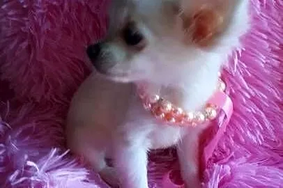 Chihuahua chłopiec dlugowlosy