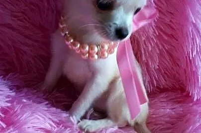 Chihuahua chłopiec dlugowlosy, Kujawsko-pomorskie, Inowrocław