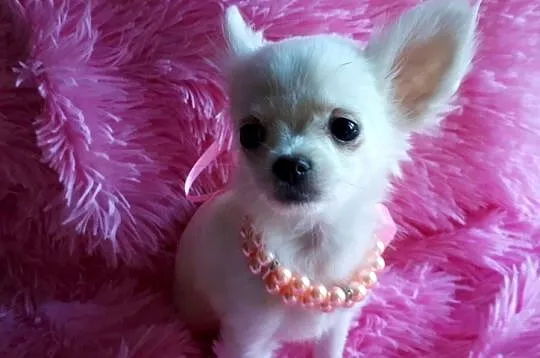 Chihuahua chłopiec dlugowlosy, Kujawsko-pomorskie, Inowrocław