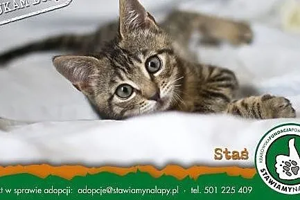 Staś. Fundacja Stawiamy Na Łapy,  małopolskie Krak