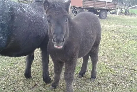 Piękny Kuc Mocnej Budowy Tanio!