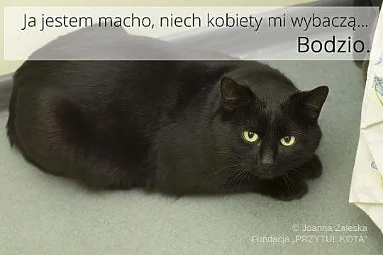 Bodzio - macho man :)