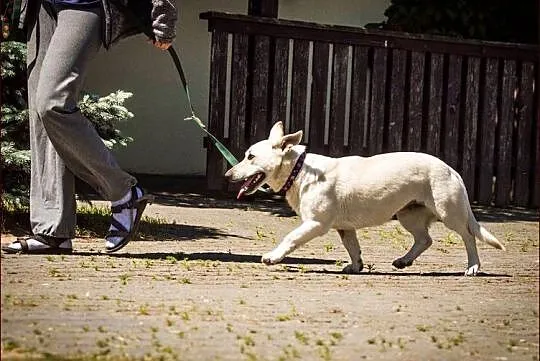 Biała Pysia na krótkich łapkach :)