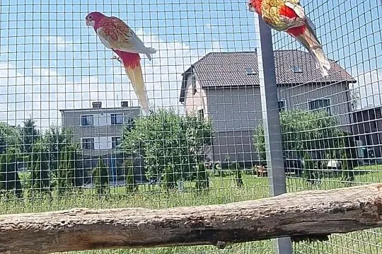 Rozelle bialolice - para, Śląskie, Krzanowice
