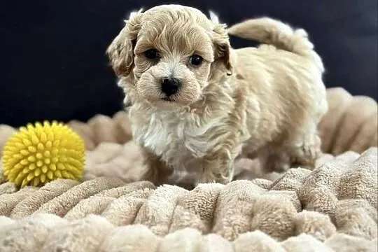 Maltipoo piękny chłopiec