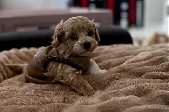 Maltipoo piękny chłopiec, Małopolskie, Wadowice