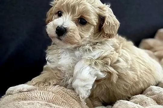 Maltipoo piękny chłopiec, Małopolskie, Wadowice
