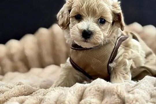 Maltipoo piękny chłopiec, Małopolskie, Wadowice