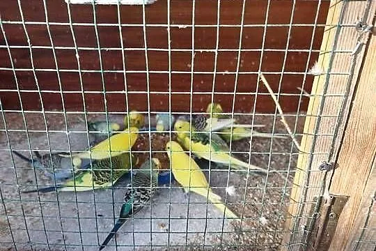 Sprzedam papugi faliste, Podkarpackie, Stępina