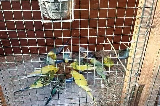 Sprzedam papugi faliste, Podkarpackie, Stępina