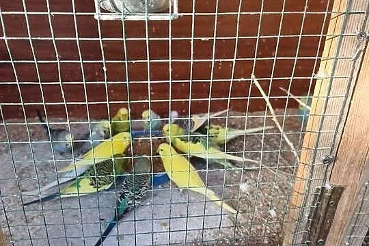 Sprzedam papugi faliste, Podkarpackie, Stępina