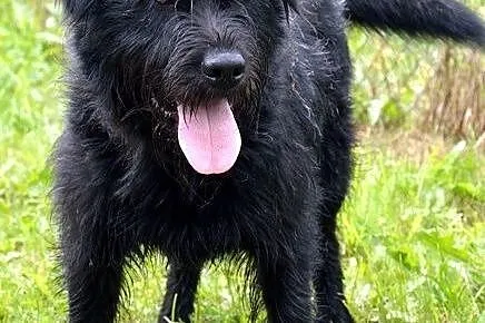 Zorro - sznaucerowaty, przystojny pies :),  warmiń, Olsztyn