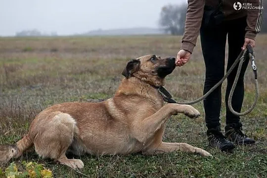 Piękny, ogromny ciapowaty GUSTEK prosi o dom!
