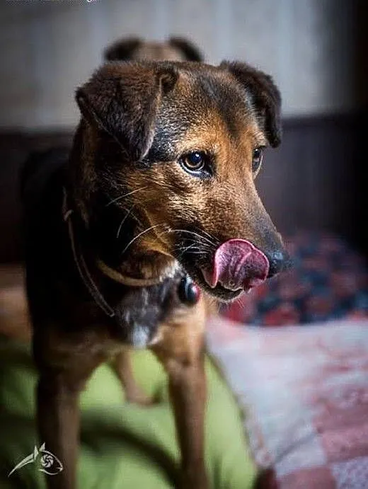 Adoptuj Walika, on czeka właśnie na Ciebie! :), ś