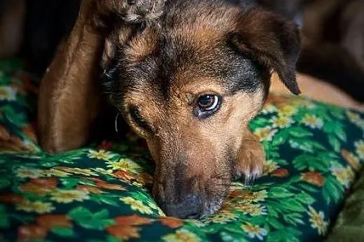 Adoptuj Walika, on czeka właśnie na Ciebie! :),  ś