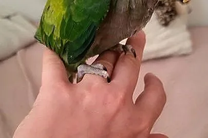 Sprzedam Aleksandretta Chinska ręcznie karmiona !!, Śląskie, Katowice