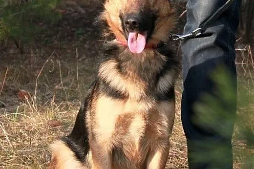 Przyjazny, grzeczny i młody! Feluś, prawie owczarek do adopcji!,  Kundelki cała Polska