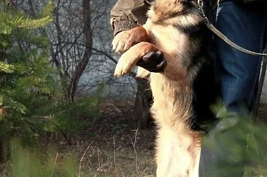Przyjazny, grzeczny i młody! Feluś, prawie owczare