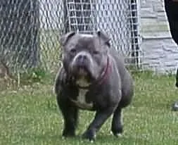 American Bully Mr.Major 38CM. UKC/EBKC krycie EXOT