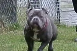 American Bully Mr.Major 38CM. UKC/EBKC krycie EXOT