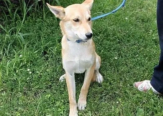 Siedmiomiesięczna sunia Saba poleca się do adopcji