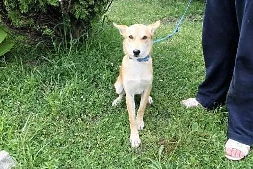 Siedmiomiesięczna sunia Saba poleca się do adopcji