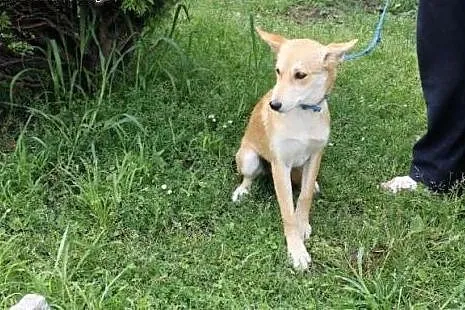 Siedmiomiesięczna sunia Saba poleca się do adopcji
